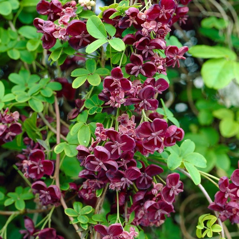 Vița de ciocolată (Akebia  quinata)