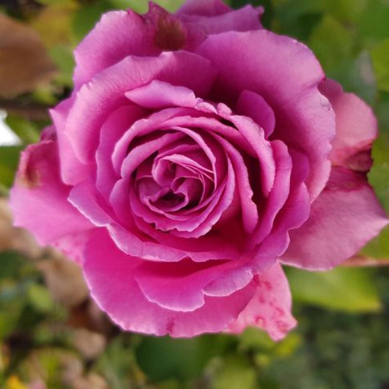 Trandafir teahibrid Bel Angel