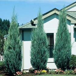 Ienupar Albastru (Juniperus Blue Arrow) 