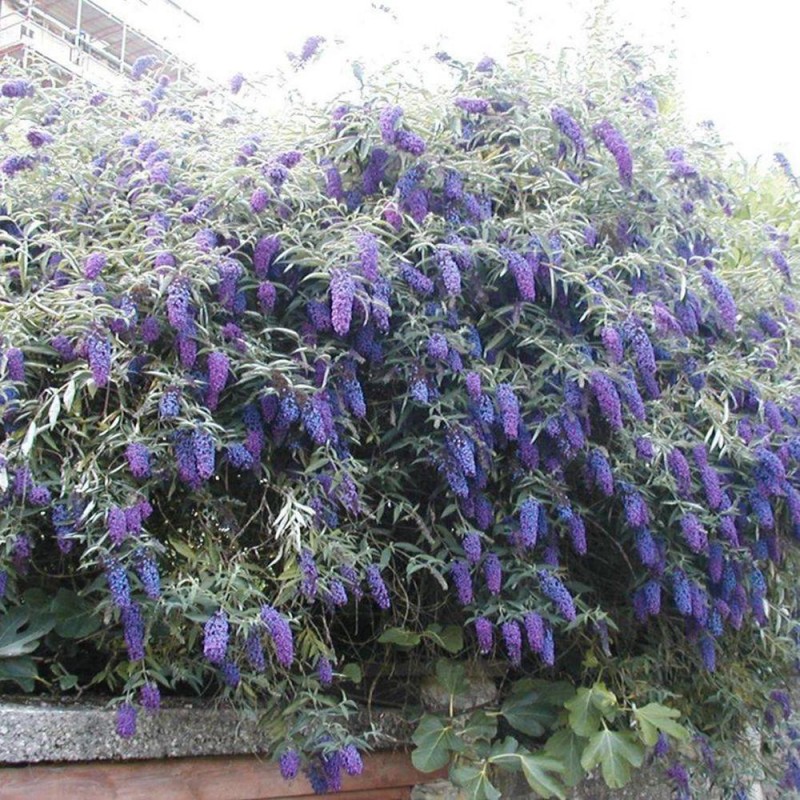 Liliac de Vară (Buddleja davidii Nanho BLUE)