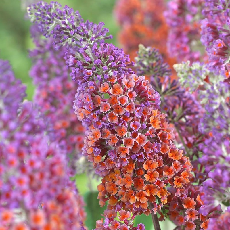 Liliac de Vară (Buddleja x weyeriana FLOWER POWER)