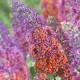 Liliac de Vară (Buddleja x weyeriana FLOWER POWER)