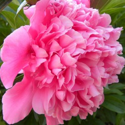 Bujor roz (Paeonia sinensis)