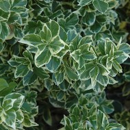 Euonymus Emerald Gaiety 