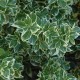 Euonymus Emerald Gaiety 
