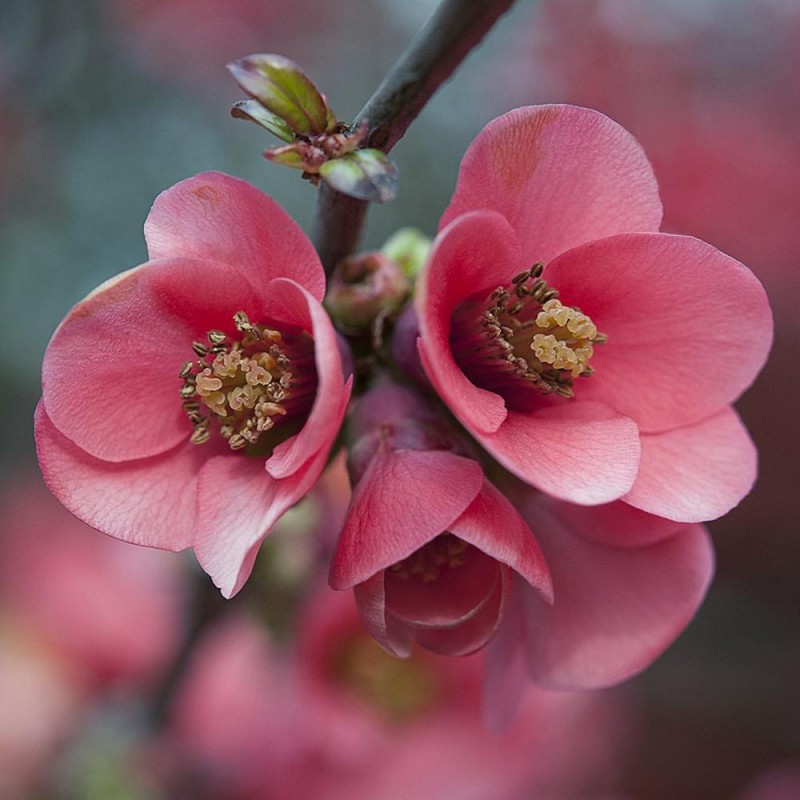 Gutui japonez roz(Chaenomeles speciosa)