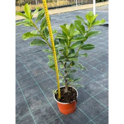 Gard viu Laur Englezesc 50-70cm C2 (Prunus Laurocerassus Novita) 