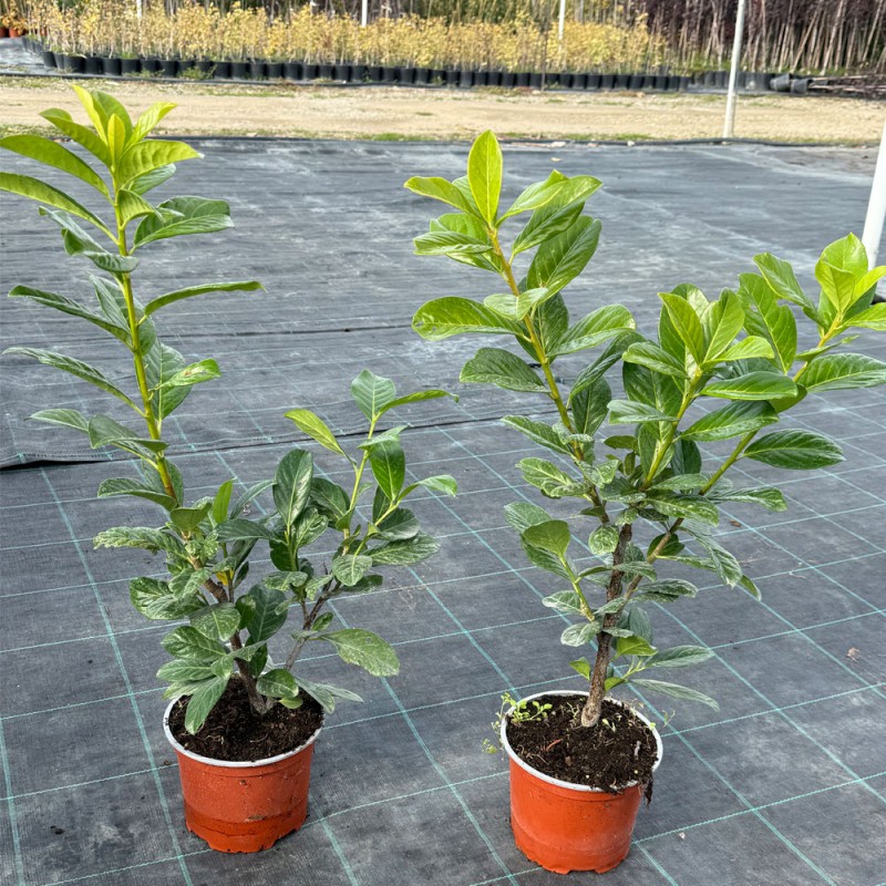 Gard viu Laur Englezesc 50-70cm C2 (Prunus Laurocerassus Novita) 