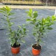 Gard viu Laur Englezesc 50-70cm C2 (Prunus Laurocerassus Novita) 