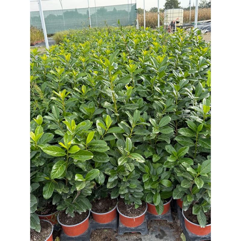 Gard viu Laur Englezesc 50-70cm C2 (Prunus Laurocerassus Novita) 