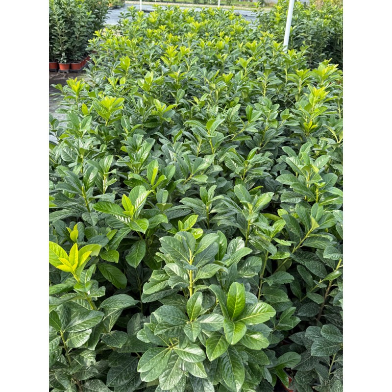 Gard viu Laur Englezesc 50-70cm C2 (Prunus Laurocerassus Novita) 