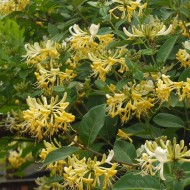 Mâna maicii Domnului (Lonicera Graham Thomas)