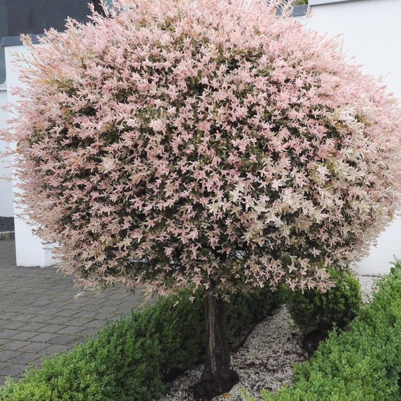 Salix int. HAKURO-NISHIKI