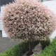 Salix int. HAKURO-NISHIKI