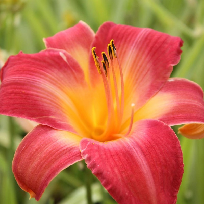 Hemerocallis Cherry Cheeks