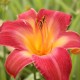 Hemerocallis Cherry Cheeks