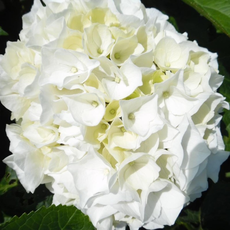 Hortensia macrophylla ‘Soeur Thérèse’