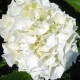 Hortensia macrophylla ‘Soeur Thérèse’