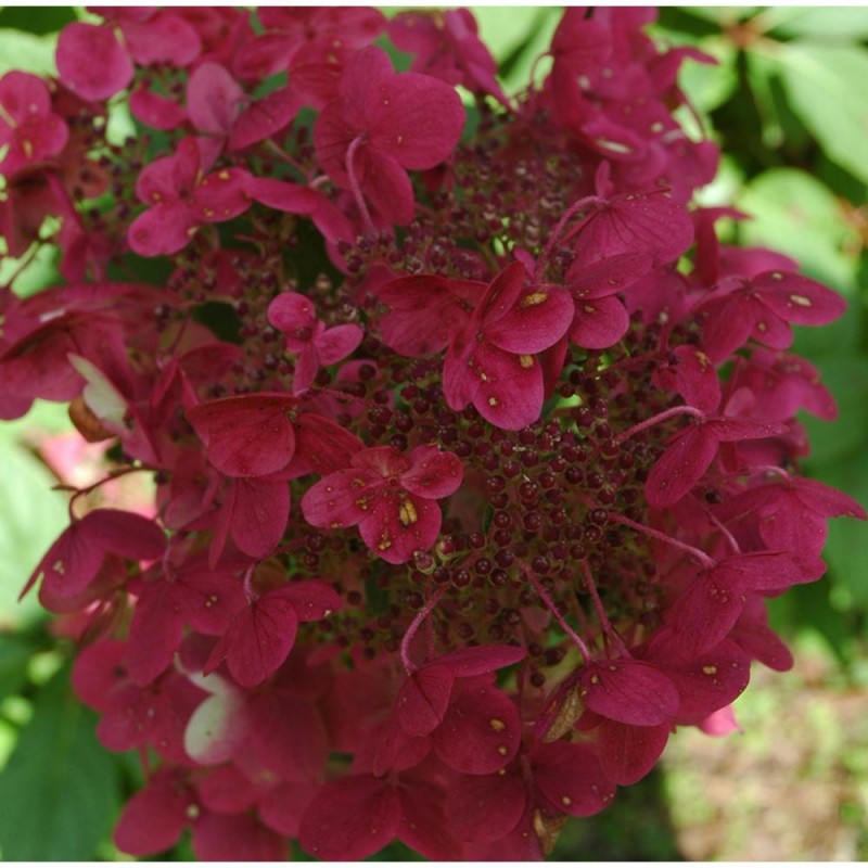 Hortensia WIMS RED