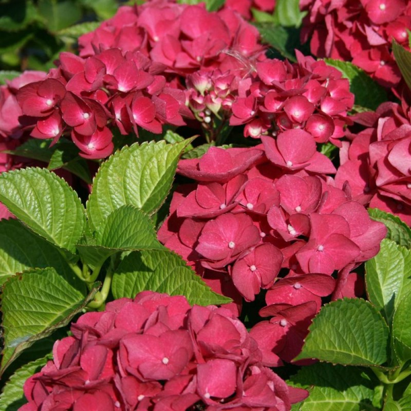 Hortensia Red Baron