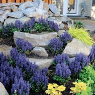 AJUGA REPTANS Blueberry Muffin