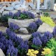 AJUGA REPTANS Blueberry Muffin