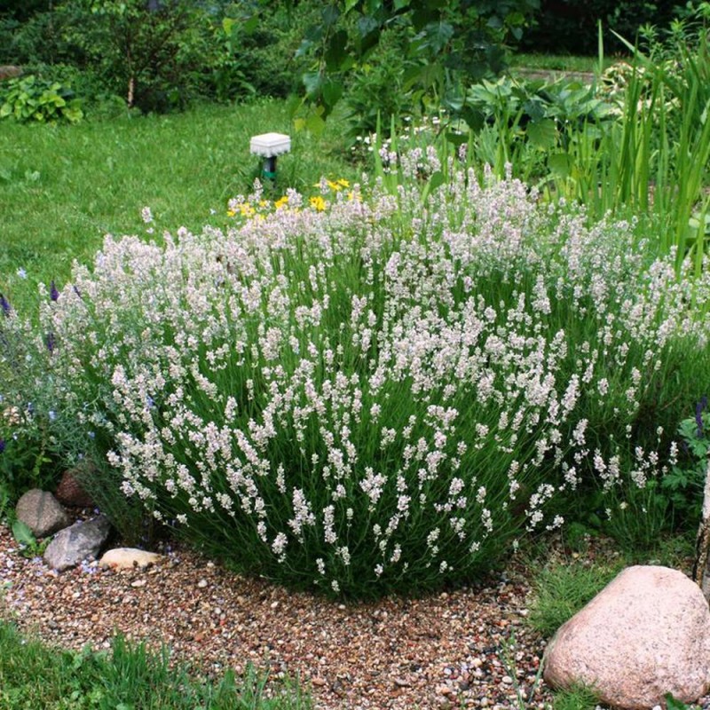LAVANDĂ  ALBĂ  (int.Alba)