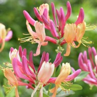 Mâna maicii Domnului (Lonicera x heckrotii AMERICAN BEAUTY)