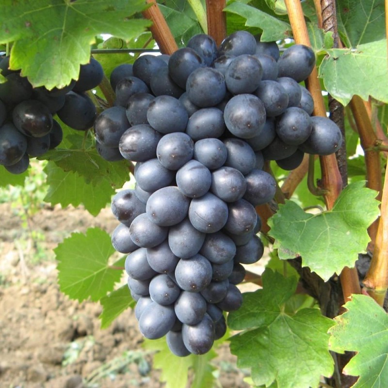 Viță de vie Nero