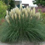 IARBA DE PAMPAS ALB (Cortaderia selloana), P9