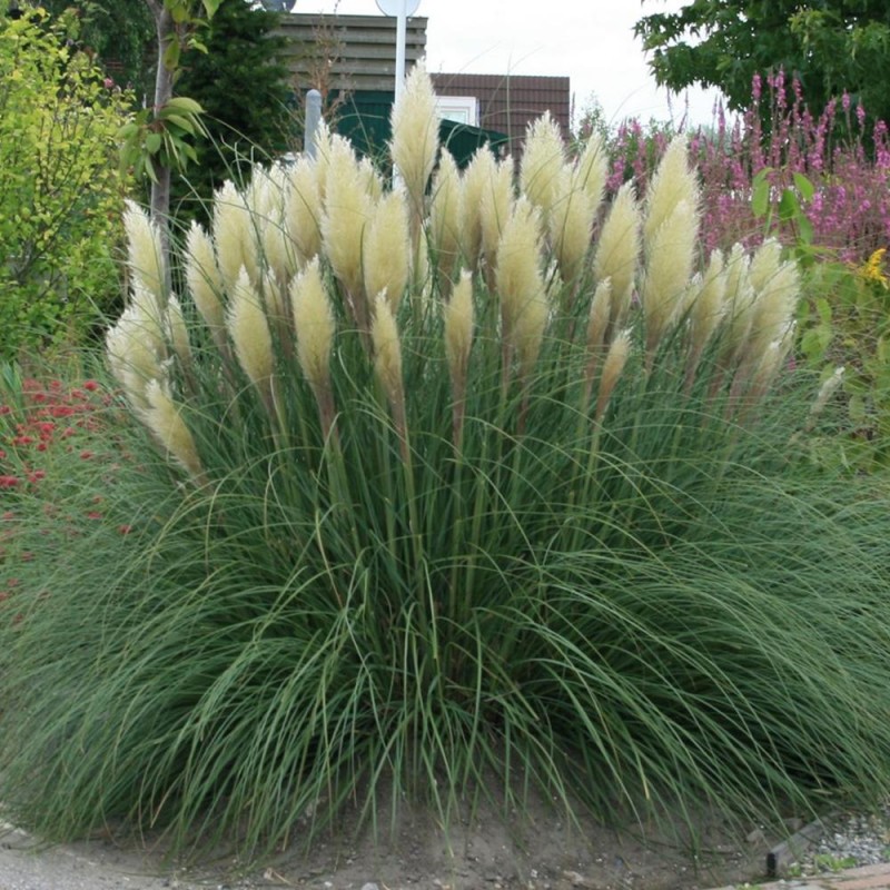 IARBA DE PAMPAS ALB (Cortaderia selloana), 2L