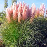 IARBA DE PAMPAS ROZ (Cortaderia s. Rosea), P9