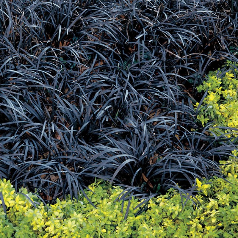 Barba șarpelui (Ophiopogon planiscapus Niger)