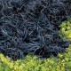 Barba șarpelui (Ophiopogon planiscapus Niger)