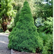 Molid pitic (Picea glauca CONICA) 
