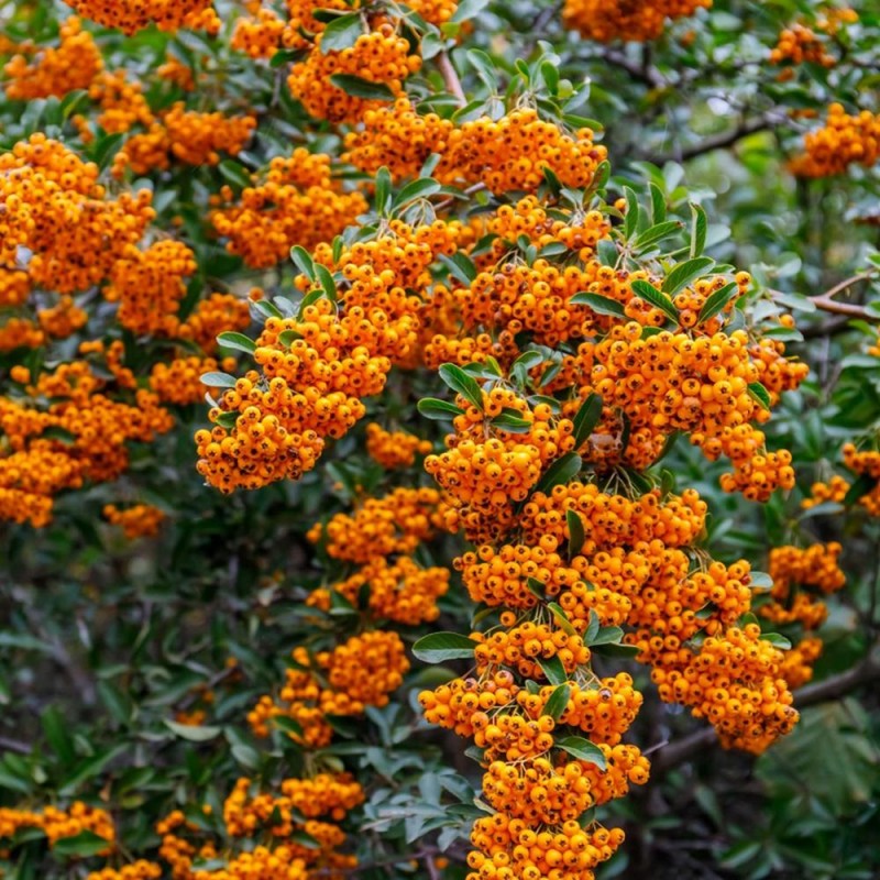 Pyracantha Firelight 