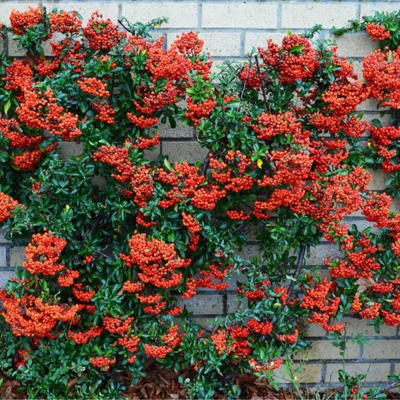 Pyracantha Mohave