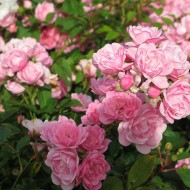 Trandafir târâtor (Rosa FAIRY)