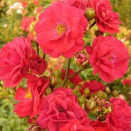Trandafir târâtor Rosu (Rote Fairy)
