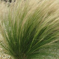 Coadă de ponei (Stipa tenuissima Pony Tail)
