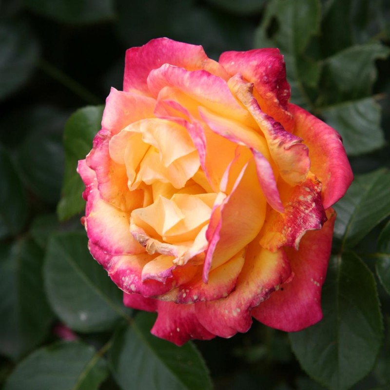 Trandafir teahibrid Poulman Orient Express