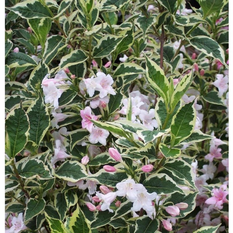 Weigela florida VARIEGATA