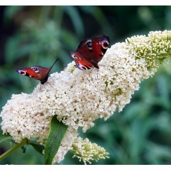 Liliac de vară - Buddleja davidii „White Profusion”