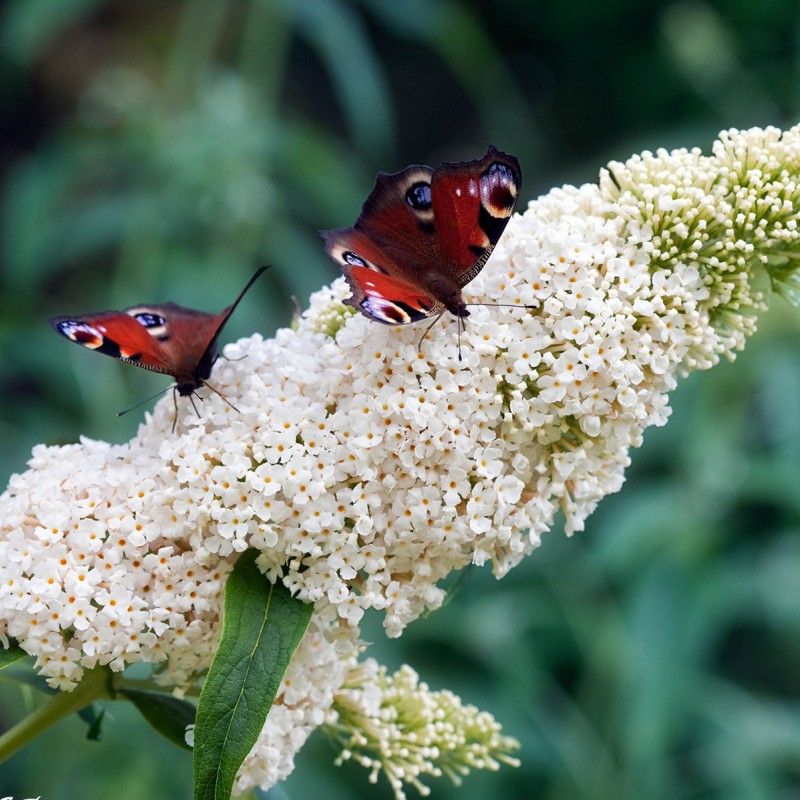 Liliac de vară - Buddleja davidii „White Profusion”