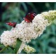 Liliac de vară - Buddleja davidii „White Profusion”