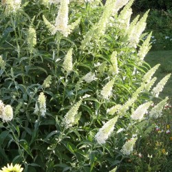 Liliac de vară - Buddleja davidii „White Profusion”