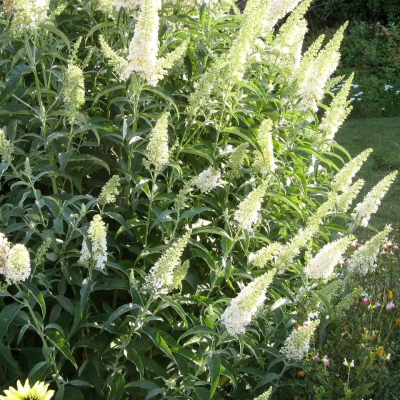 Liliac de vară - Buddleja davidii „White Profusion”