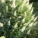 Liliac de vară - Buddleja davidii „White Profusion”