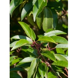 Prunus lusitanica 'Angustifolia' – Laur portughez