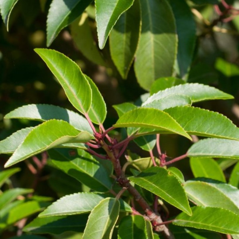 Prunus lusitanica 'Angustifolia' – Laur portughez